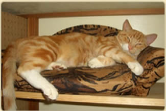 A Spoiled Cat